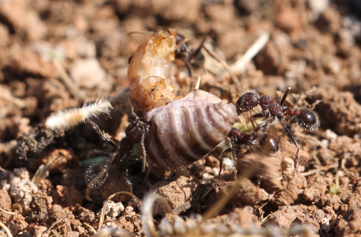 three ants are taking apart and carrying another insect