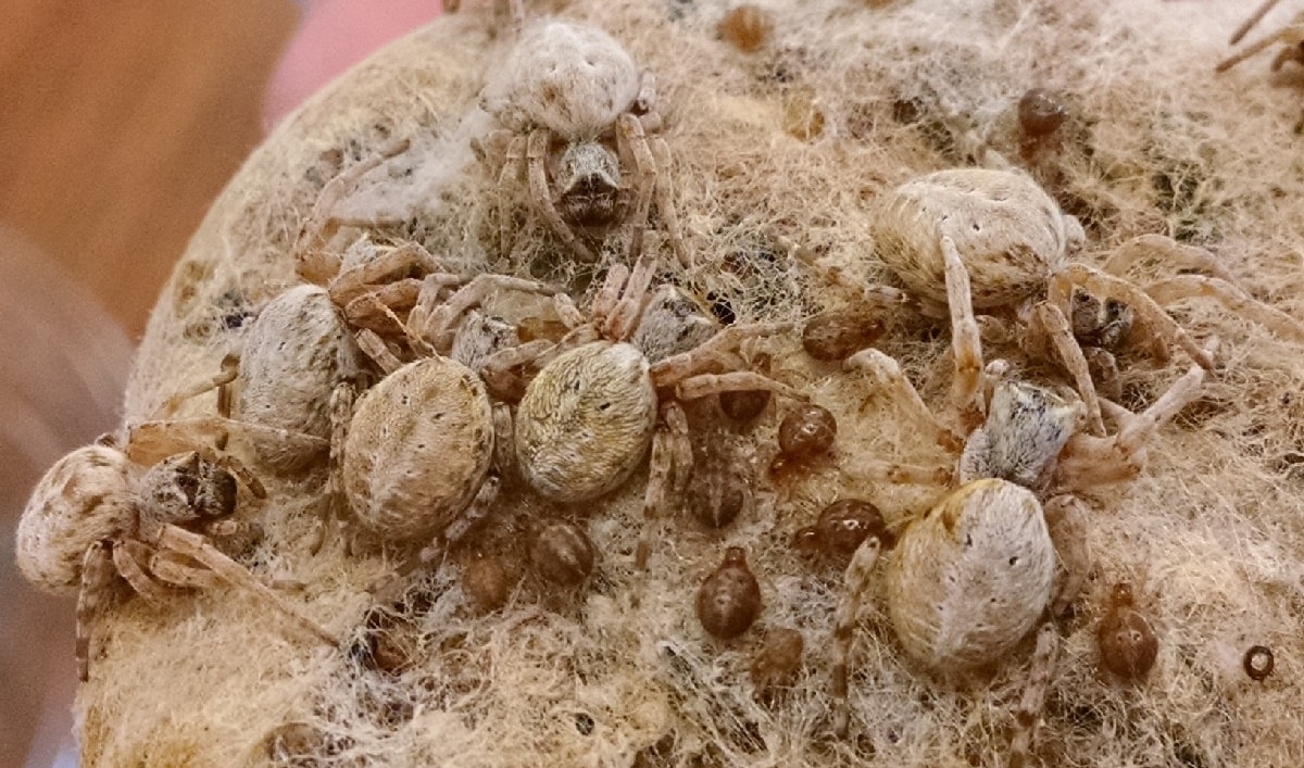 a nest of tan furry spiders in thick webs with smaller baby spiders