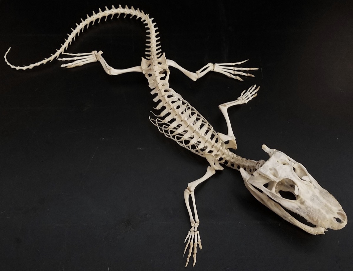 the full skeleton of an alligator against a black background, seen looking down from above