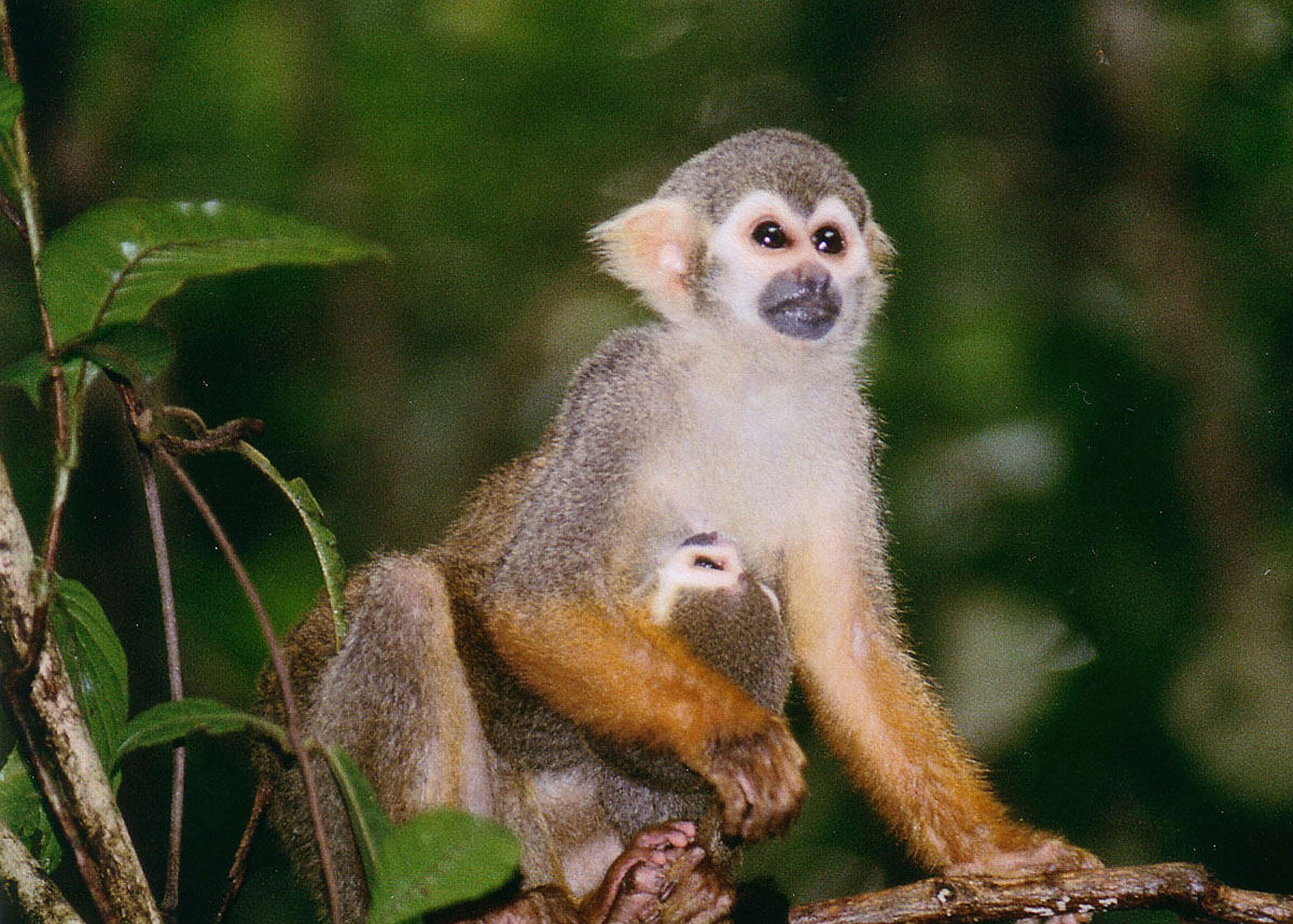 very cute squirrel monkey holding baby at her waist while sitting in tree