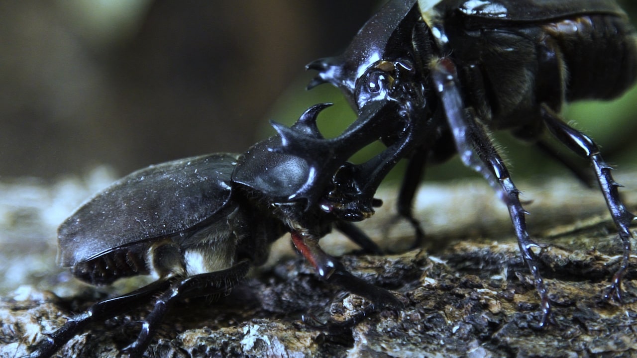 two large black beetles fight with their long horns on their heads. they are on top of a branch