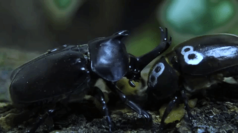 a male beetle slowly approaches a female by lifting its front limbs and touching the female, the mark of beginning its singing