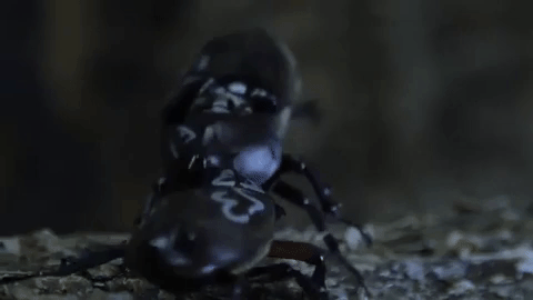 one male horned beetled aggressively flips an opponent male beetle on its back—out for the count