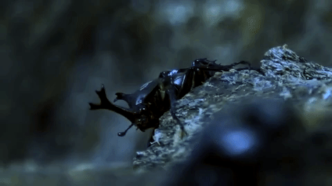 the frame is focused on a male horned rhino beetle out in the distance on a tree branch. then you find that the male is looking at a nearby male opponent on the right of the frame