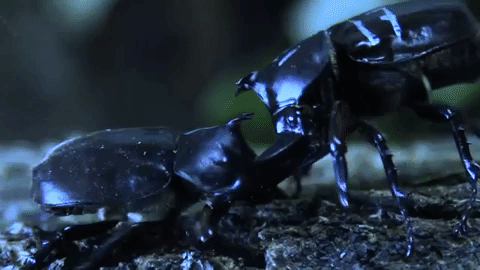 two large black beetles push each other with their large horns, the one of the left lifting the opponent slightly off the branch