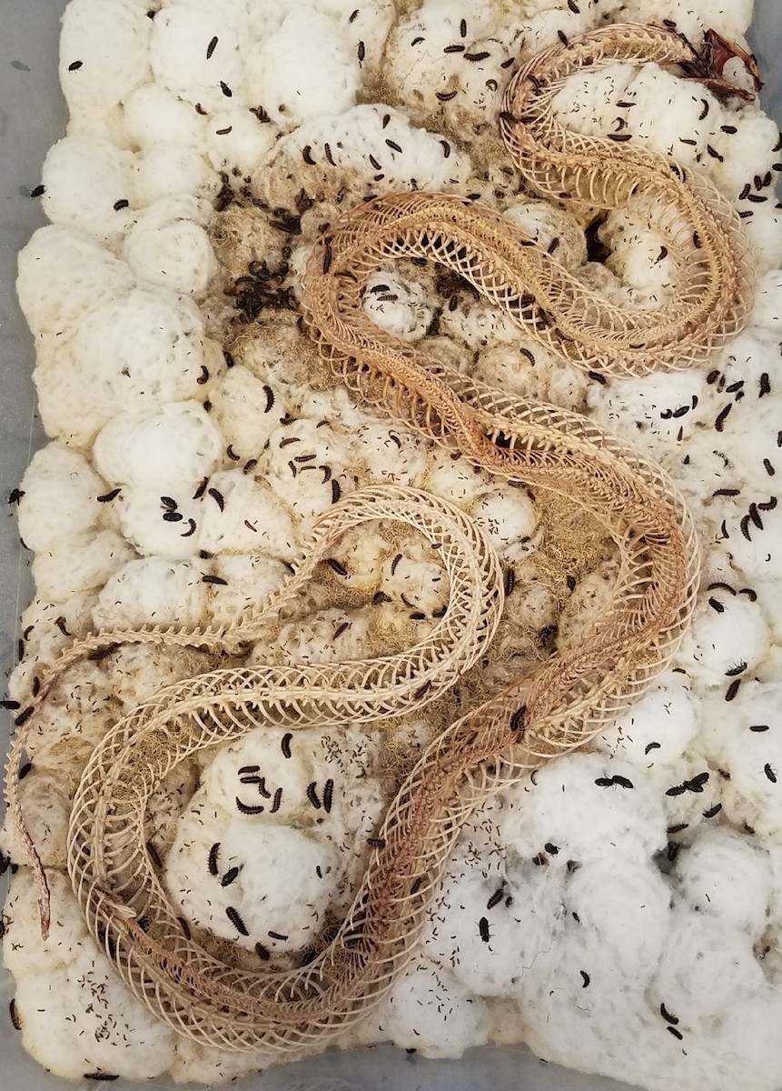 the carcass of a snake is in a box with a bunch of cotton and tiny black dermestid beetles. parts of the flesh can still be seen near the head and along the body