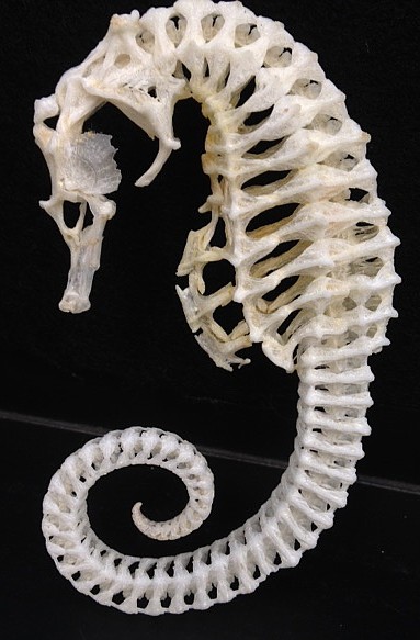 the skeleton of a seahorse pictured on the side