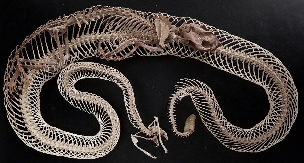 Задние конечности питона. Скелет гадюки обыкновенной. Скелет питона змеи. Скелет королевского питона.