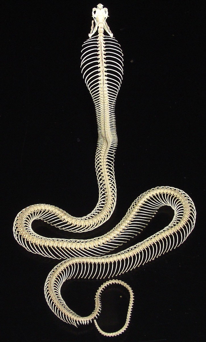a skeleton of a cobra standing up in a lifelike position. it is fully hooded and its body is curled