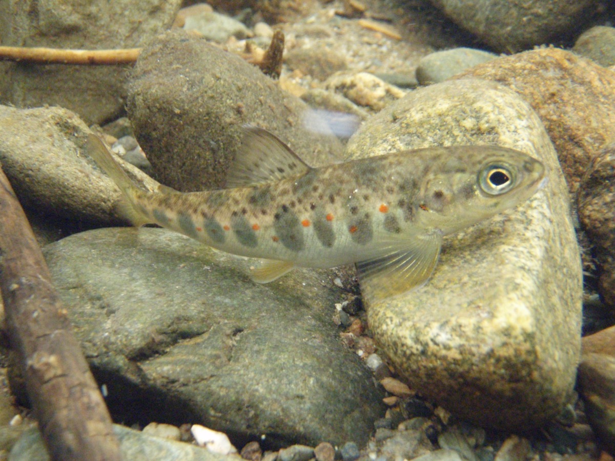 a brown speckled fish swimming by a rocky stream bed