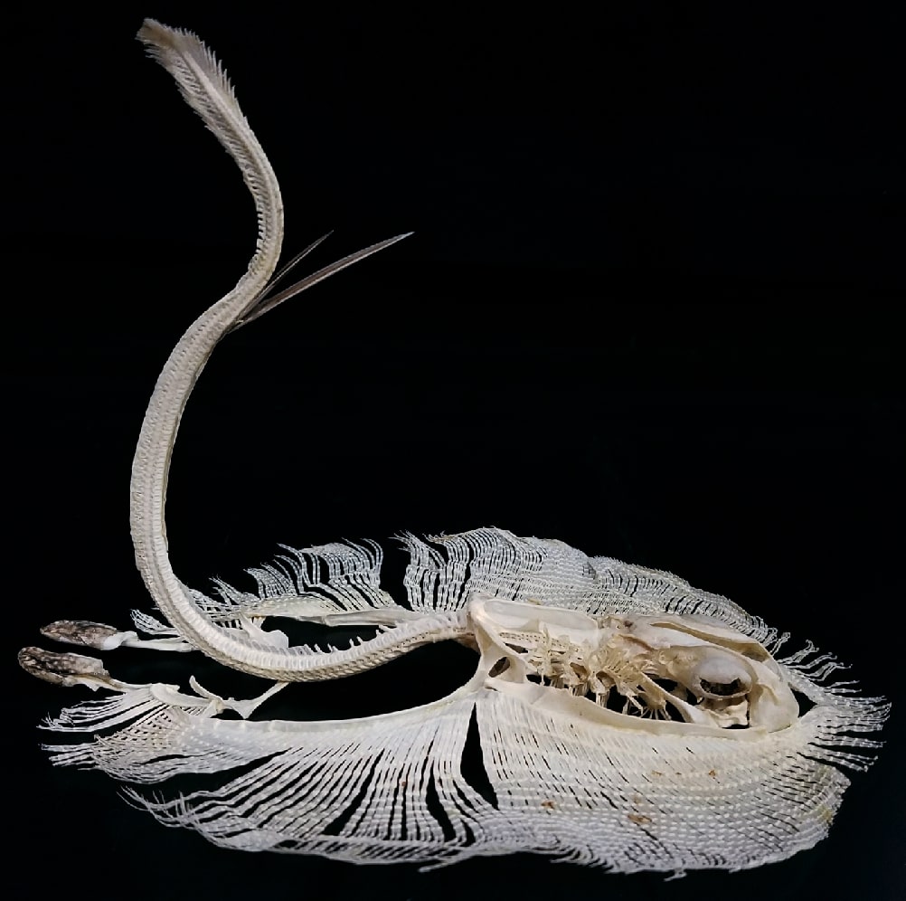 the skeleton of the yellow stingray positioned in a vertical strike. the strike position is arched in an s-like figure, with the venomous barb pointing outward from the tail