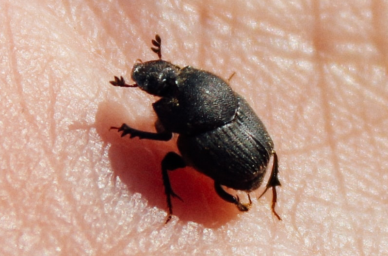 dung beetle on palm of a hand