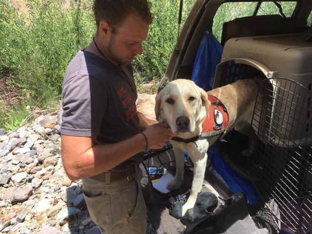 a man putting a harness on a yellow lab standing in the trunk of an suv