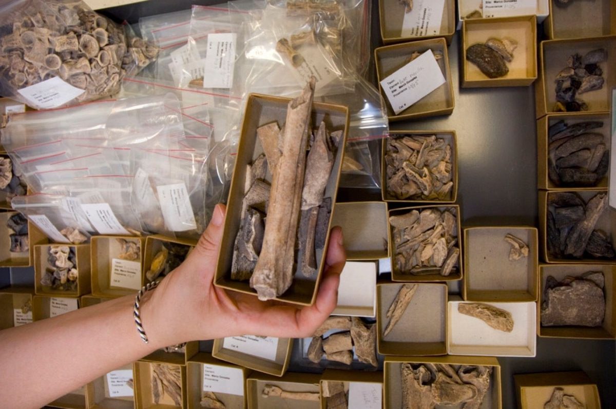 a bunch of boxes with small bones and specimens in them. a hand holds out one particular box with a large long bone