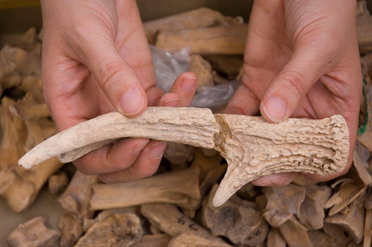 two hands holding out two pieces of a deer antler