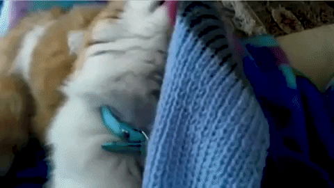 gif of cat trying to get its tongue detatched from a blanket