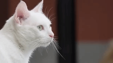gif of white cat licking around its mouth