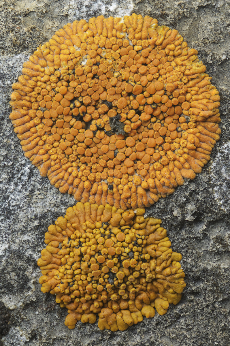 two orange circles made up of bulbous puffy lumps on a rock