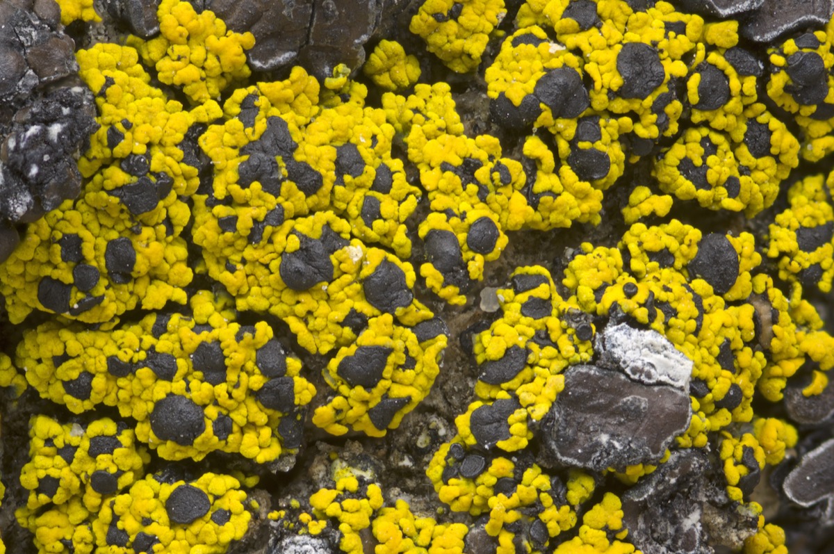 a field of yellow speckled lichen on a rock