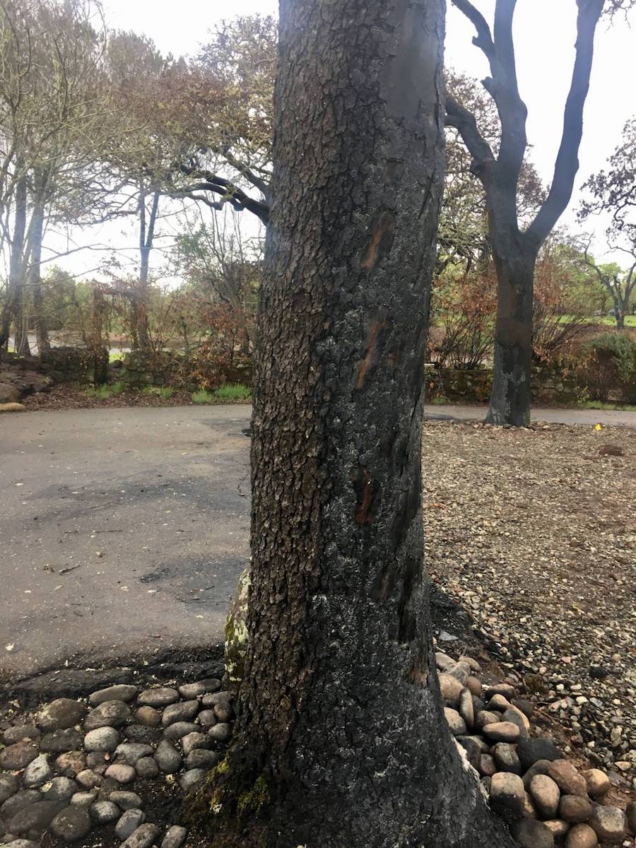 the base of a tree. you can see scorch scars on the bark