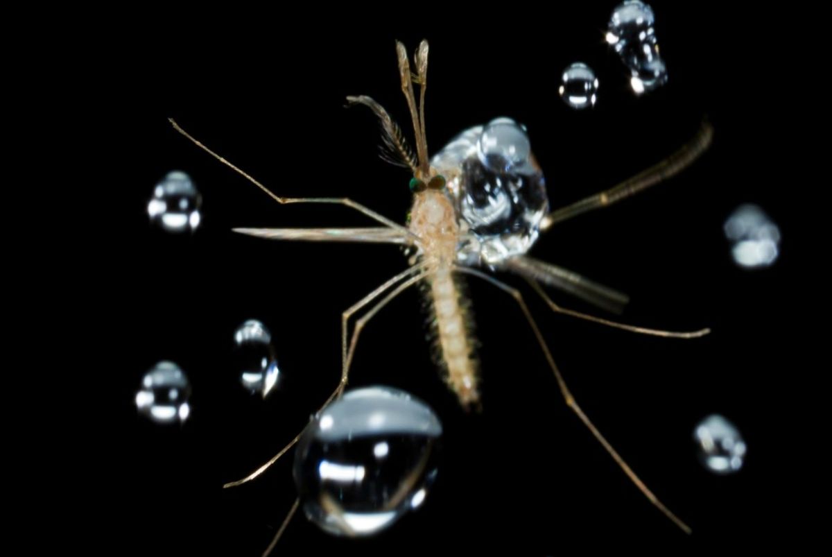 a mosquito gets hit by several large droplets 