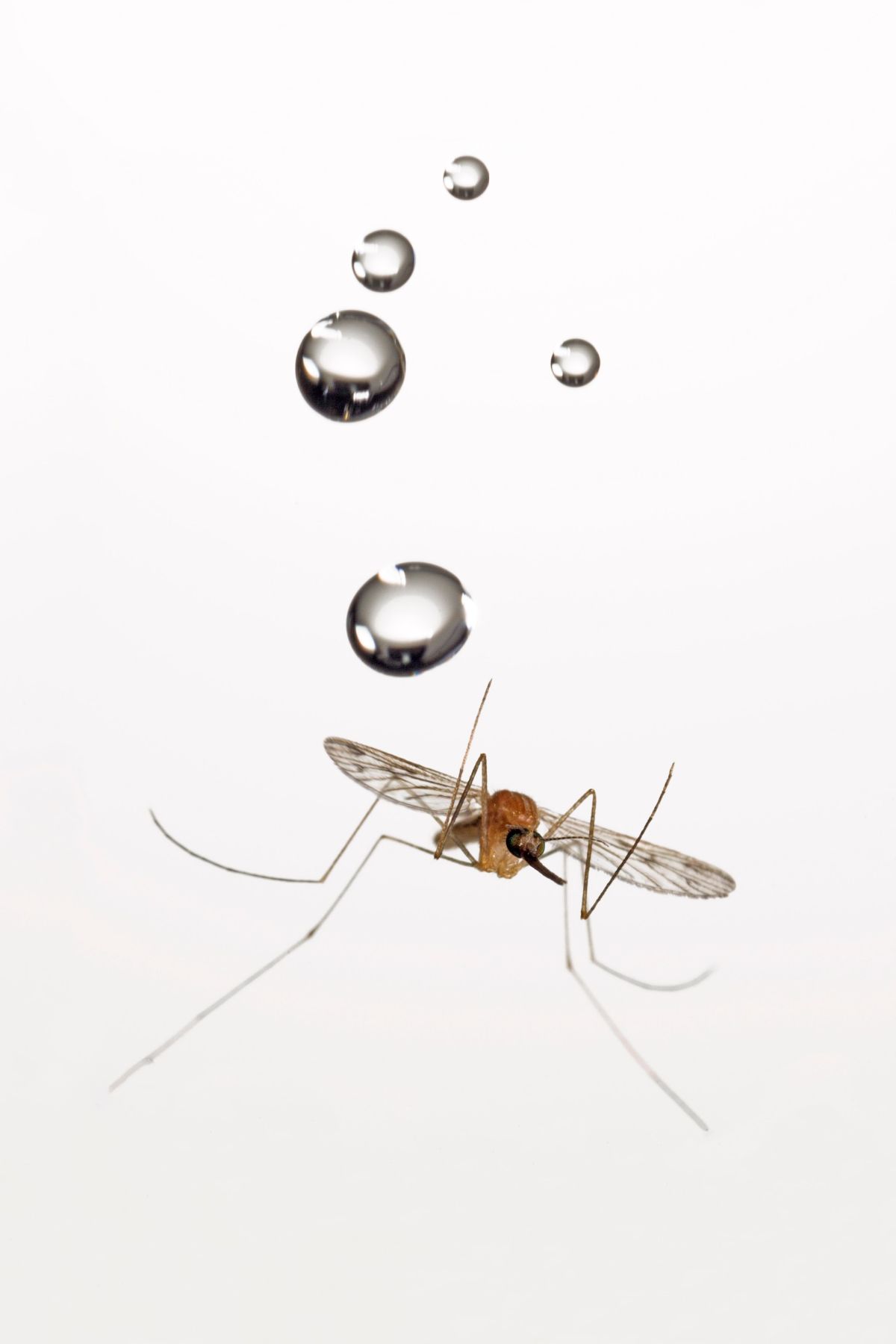 a mosquito flies underneath very large raindrops