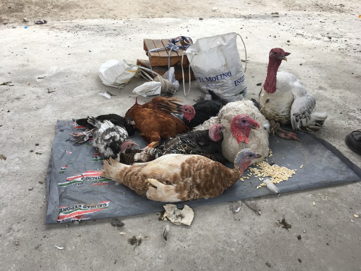 a group of turkeys perch on a gray blanket outside on the ground. there are buckets of feed next to them