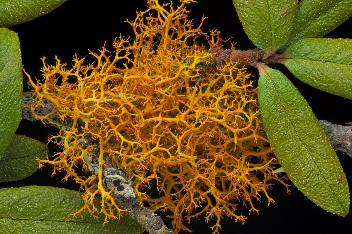 an orange fibrous ball between two green leaves