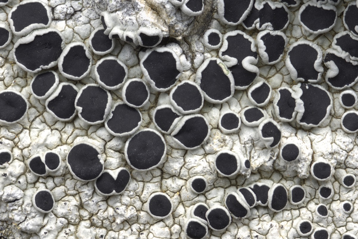 a gray pebbly surface that looks like you are in the moon, but really it's a lichen! the bulbous patches have some that are opens