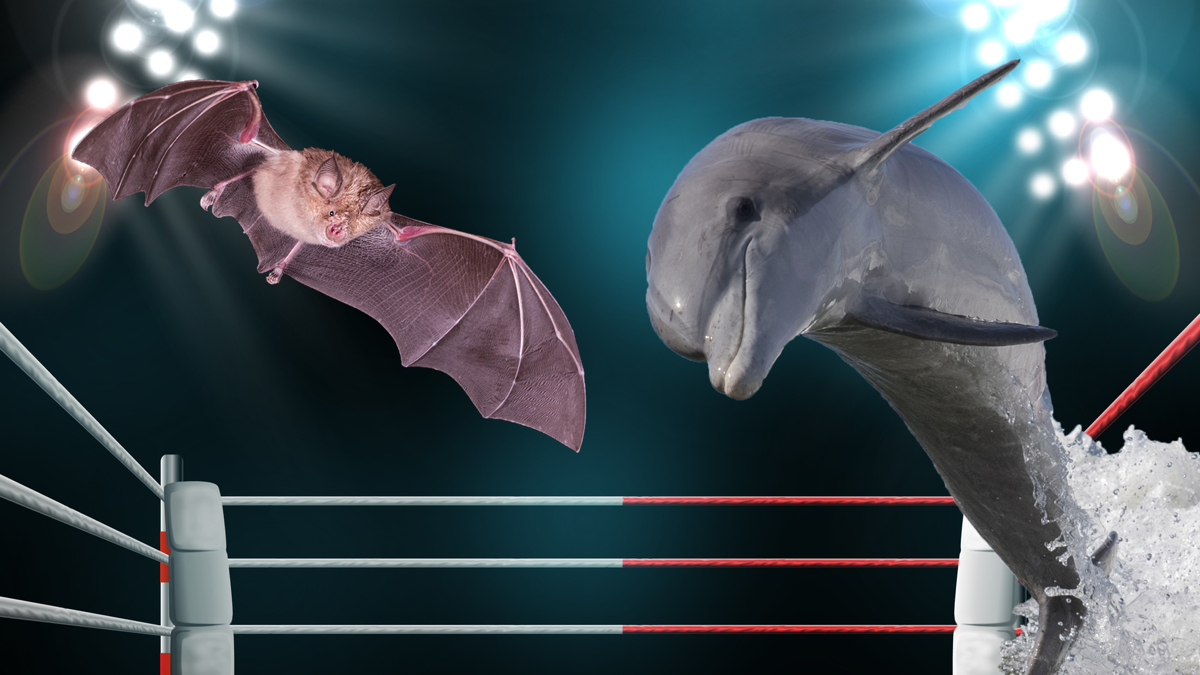 a bat in flight on the left and a dolphin leaping from a wave on the right in a boxing ring