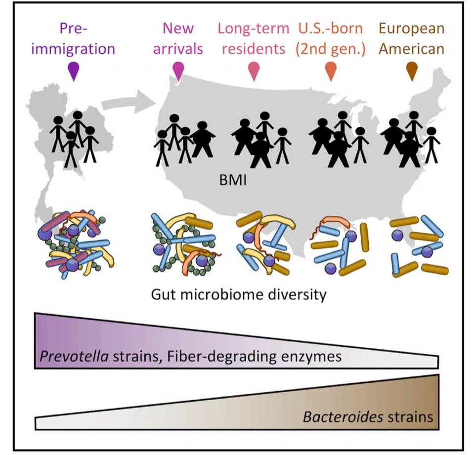 graphic that shows outline of thailand on left and outline of U.S. on right. as the graphic moves left to right there are five groups of stick figures, each representing the next generation. below them are colorful, diverse representations of their gut microbiome. as the graphic moves right, the amount of these microbes decrease along with the different types of microbes