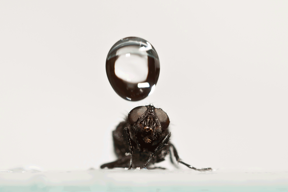 a black fly sitting on a white surface gets hit hard by a large drop of water the same size as its body