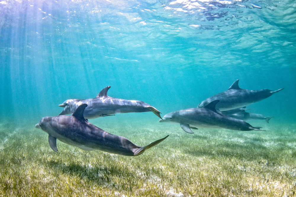 A pod of bottlenose dolphins is swimming over sea grass in shallow clear water on a sunny day.