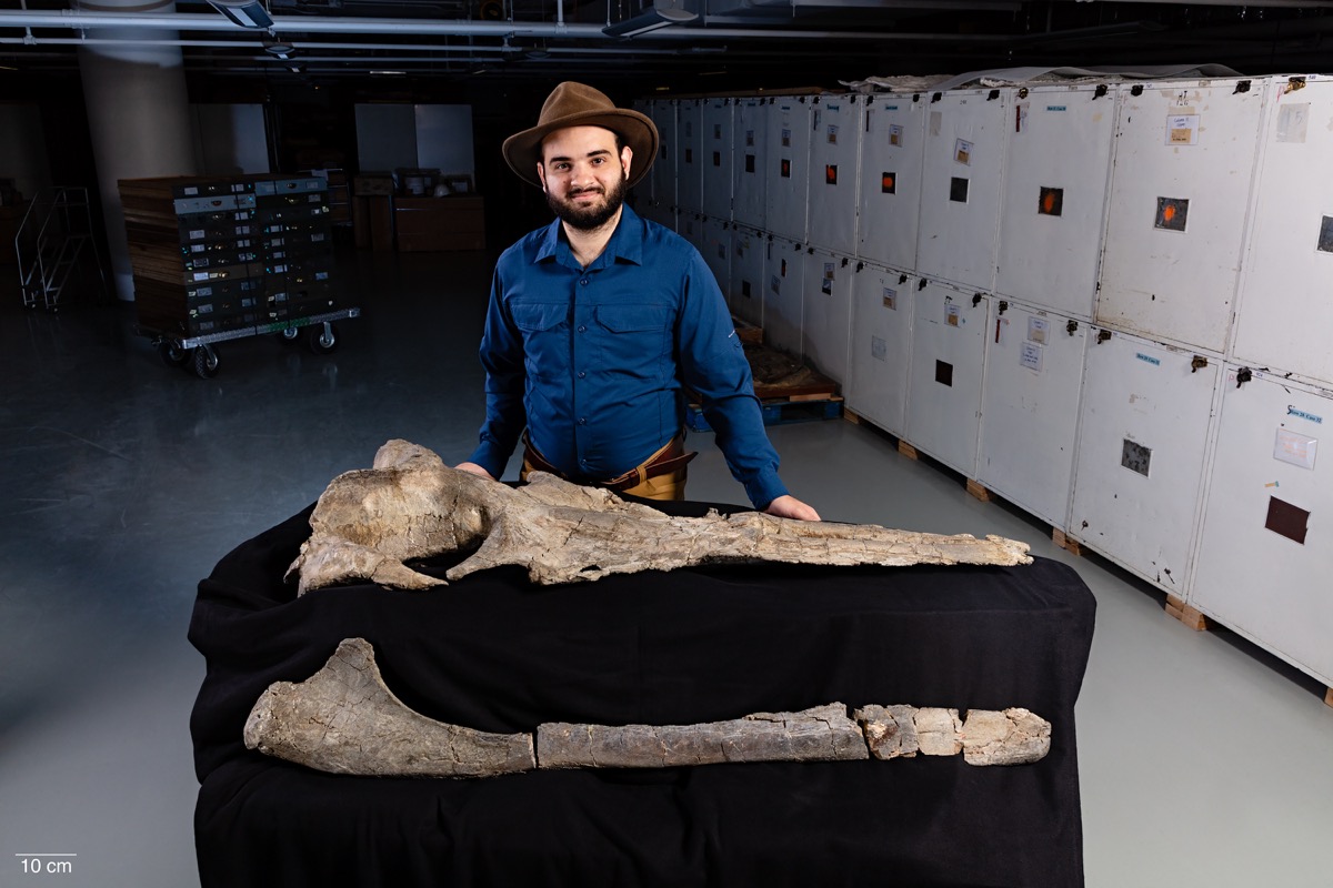 man with hat stands behind two four foot long bones in a museum storage room