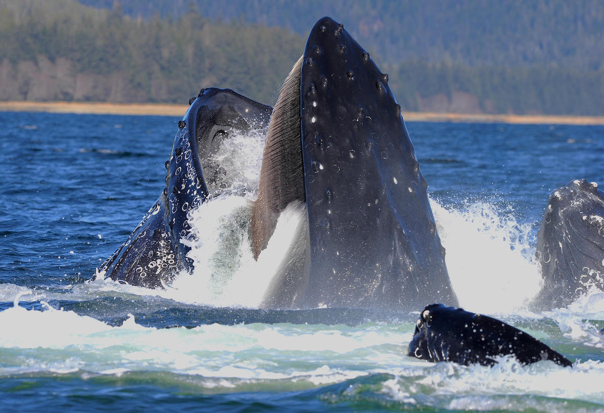 whale mouth, open, breaches through the water, showcasing its hair-like baleen where teeth should be