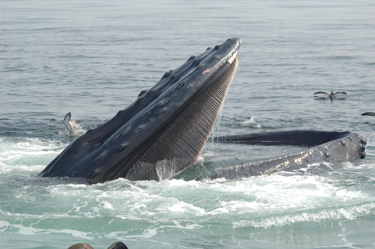 whale mouth, open, breaches through the water, showcasing its hair-like baleen where teeth should be