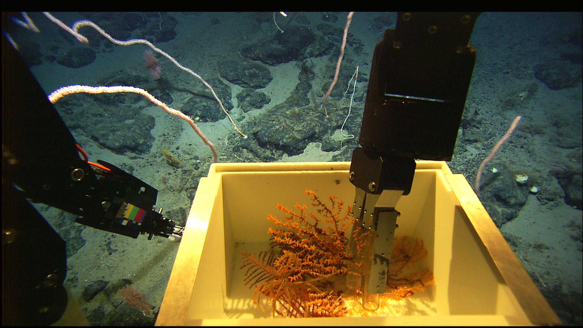 An ROV arm collecting a sample of coral and placing it in a box.