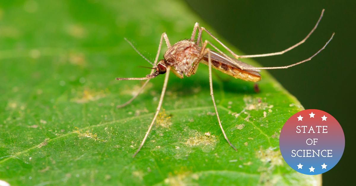 Controlling Mosquitoes, By Releasing More