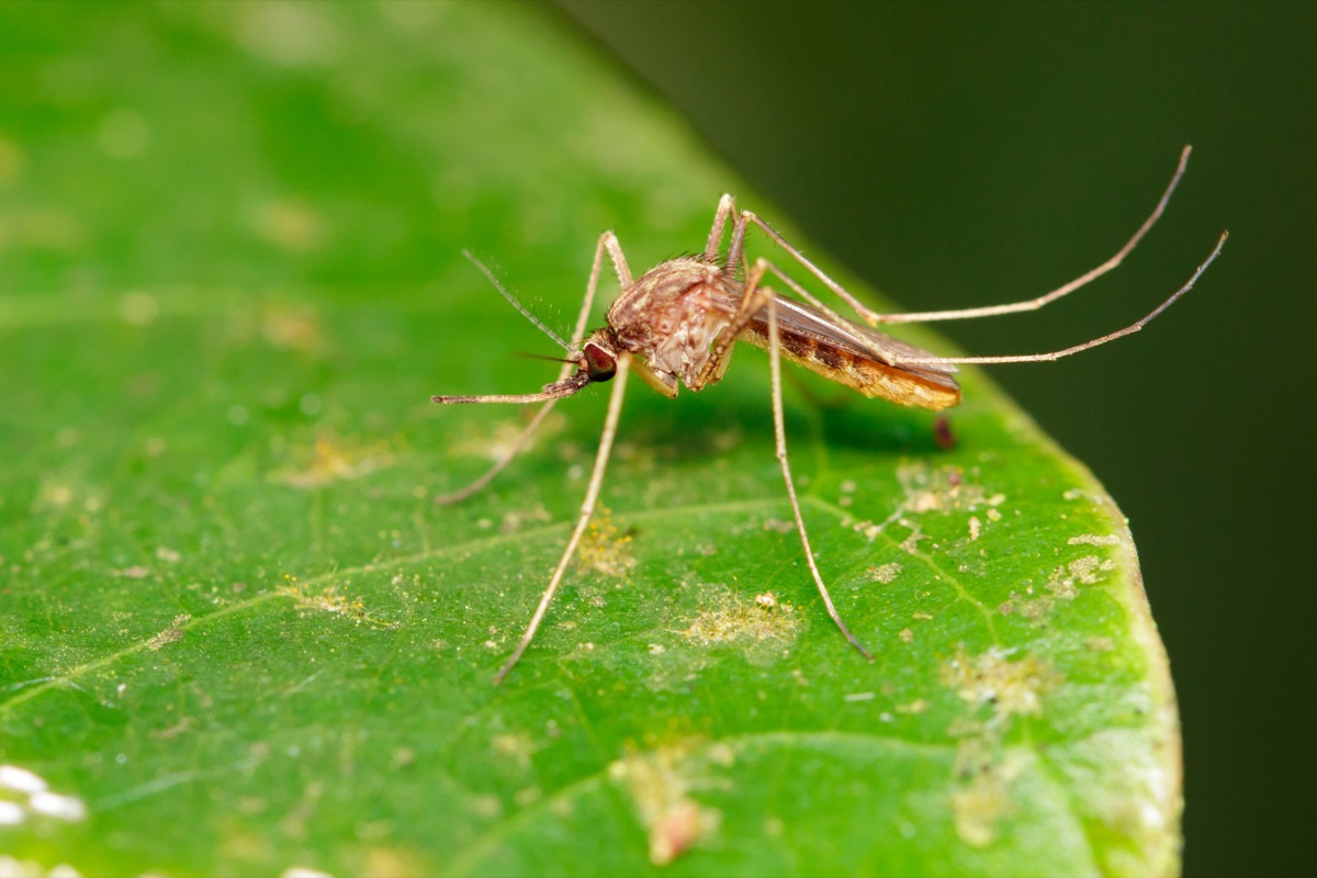 A mosquito resting on a leaf