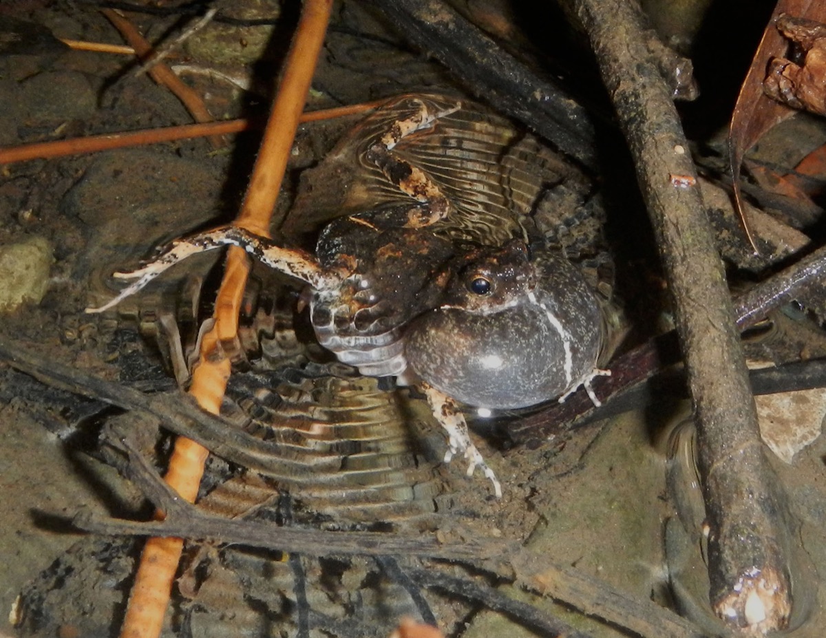 a swimming frog with an inflated sack underneath its mouth