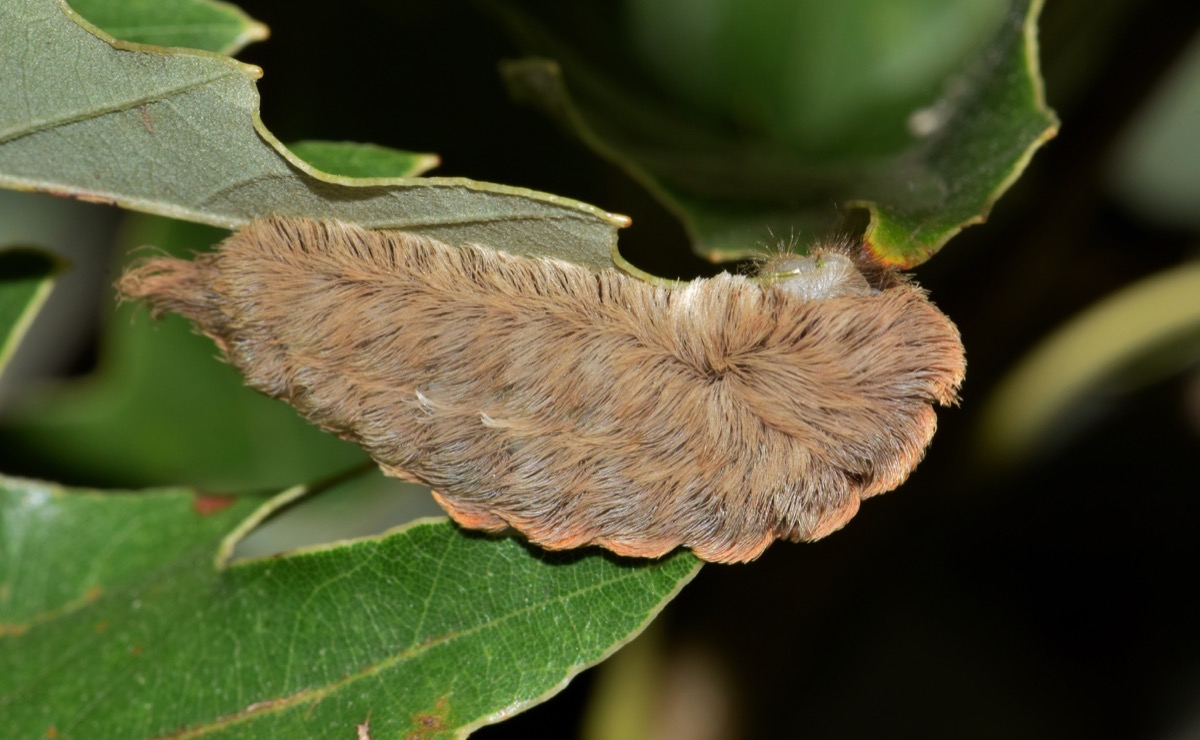 a fuzzy looking tan hairy blog on a green leaf