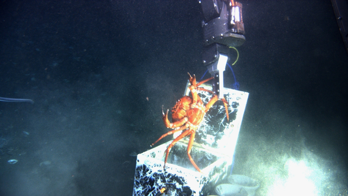 Retrieving a crab with an ROV arm