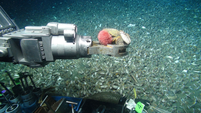 ROV arm picking up a sample