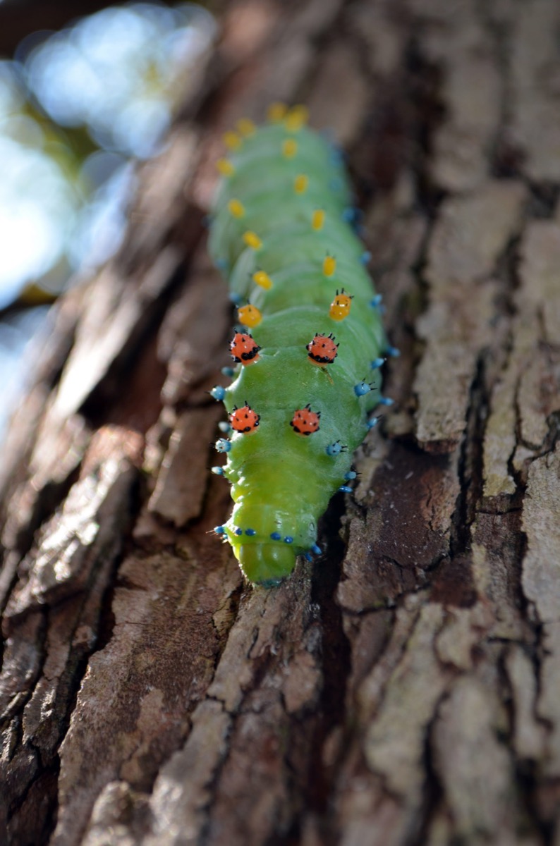 a bright green caterpillar shown long ways, with the focus of the image on its head. it has red and yellow bulbous pimples lined on its back
