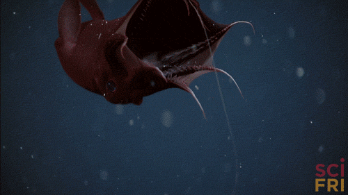 GIF of a vampire squid floating in the ocean with its tentacles spread outwards