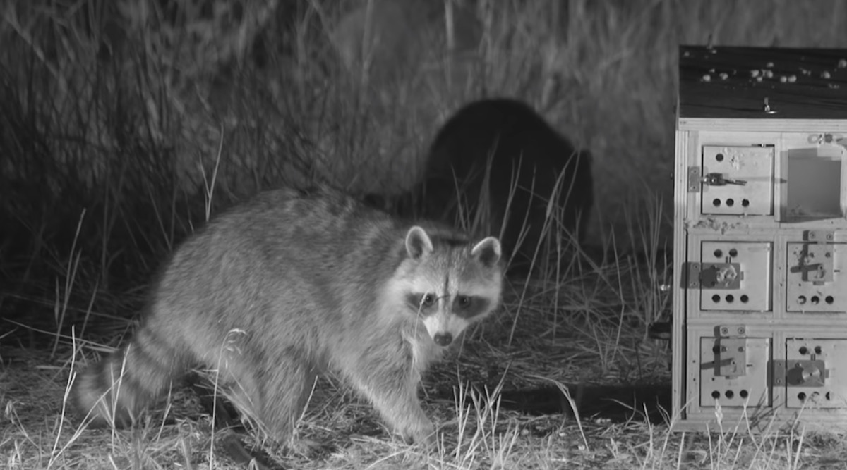 Why Are Raccoons So Good At Getting Into Your Garbage?