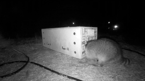 a raccoon filmed at night in black and white opens up a large wooden puzzle box