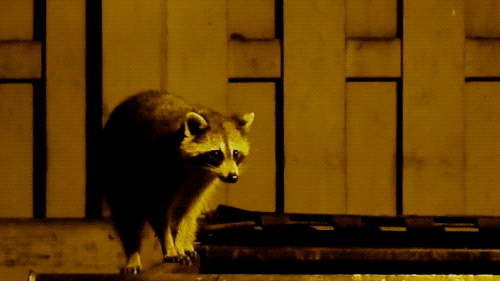 raccoon under night diving into a dumpster to forage for food 