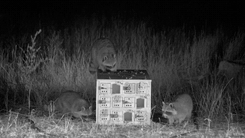 night vision view of three raccoons moving around various drawers on the puzzle bix
