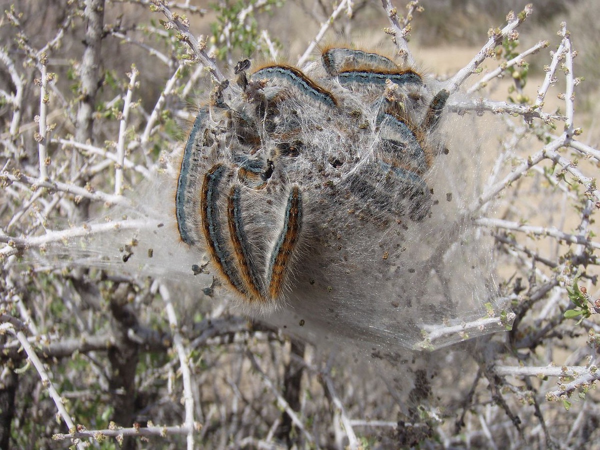 a bunch of fuzzy caterpillars with teal blue and orange vertical stripes along their bodies huddle together in a silk nest in branches